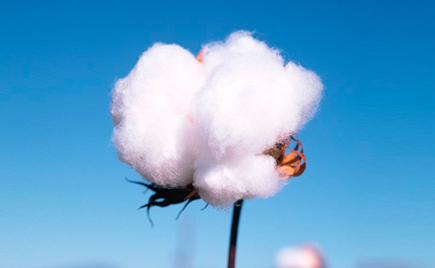 國際美棉標準不知道？劉潭服裝加工廠普及知識啦！