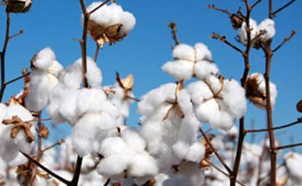 劉潭服裝加工就用健康的有機(jī)棉